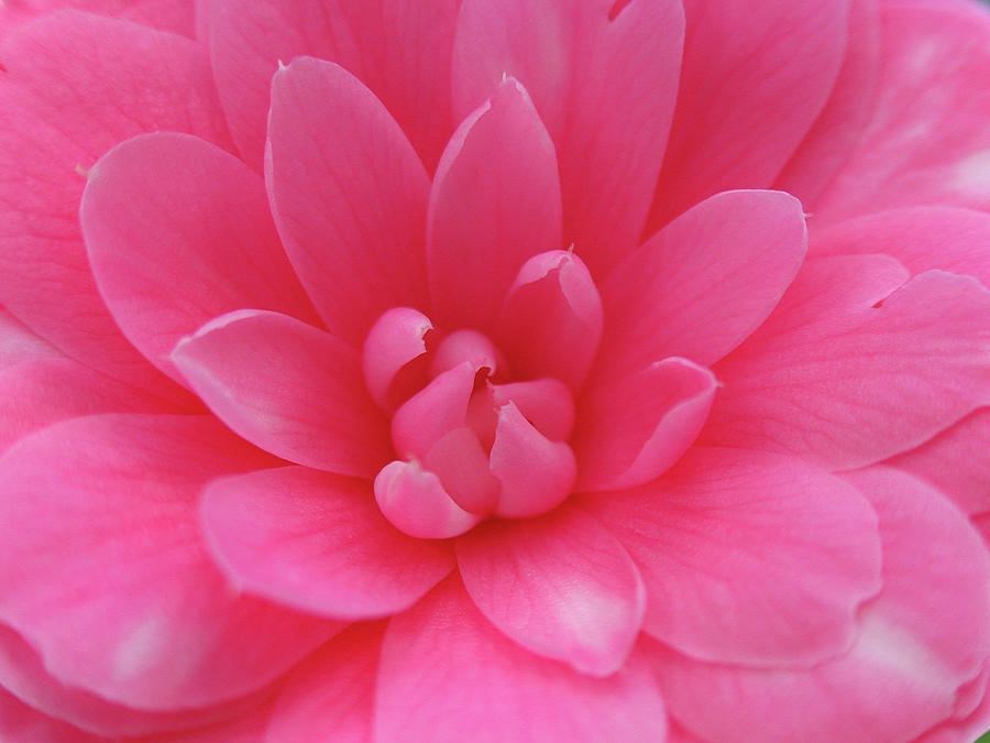 Pink Camellia Photograph by Juergen Roth