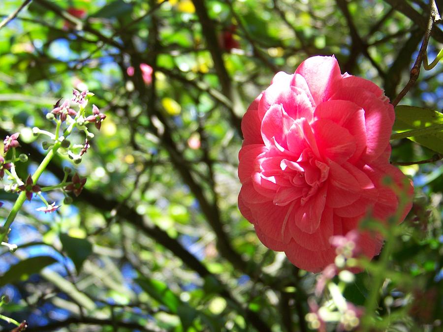 Pink Camellia  Photograph by Julie Rauscher