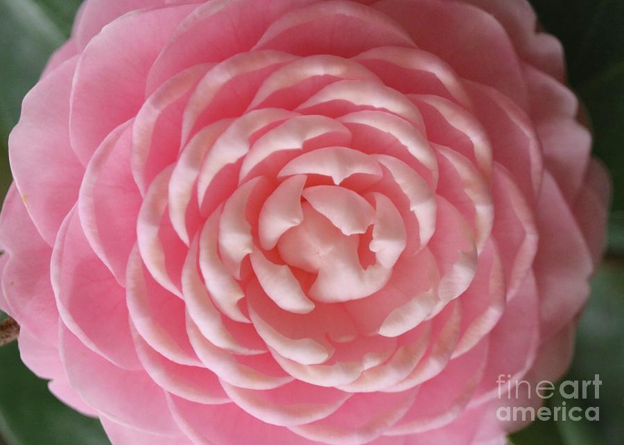 Pink Camellia Macro Photograph by Carol Groenen
