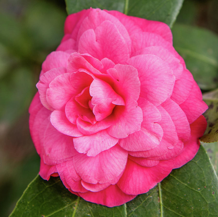 Pink Camellia, Sarah P. Duke Gardens Photograph by Cynthia Wolfe