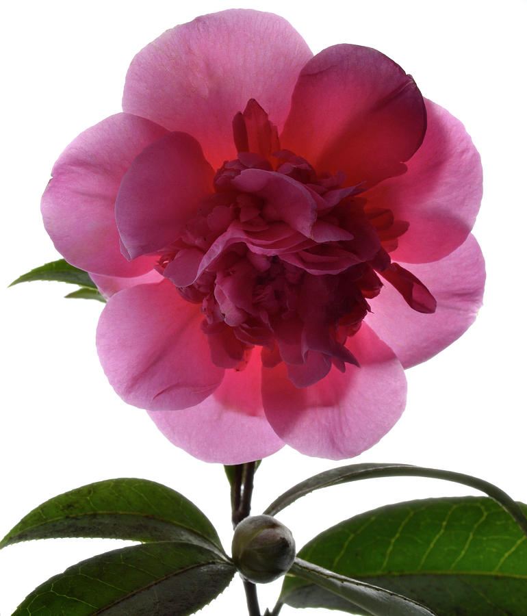 Flower Photograph - Pink Camellia by Terence Davis