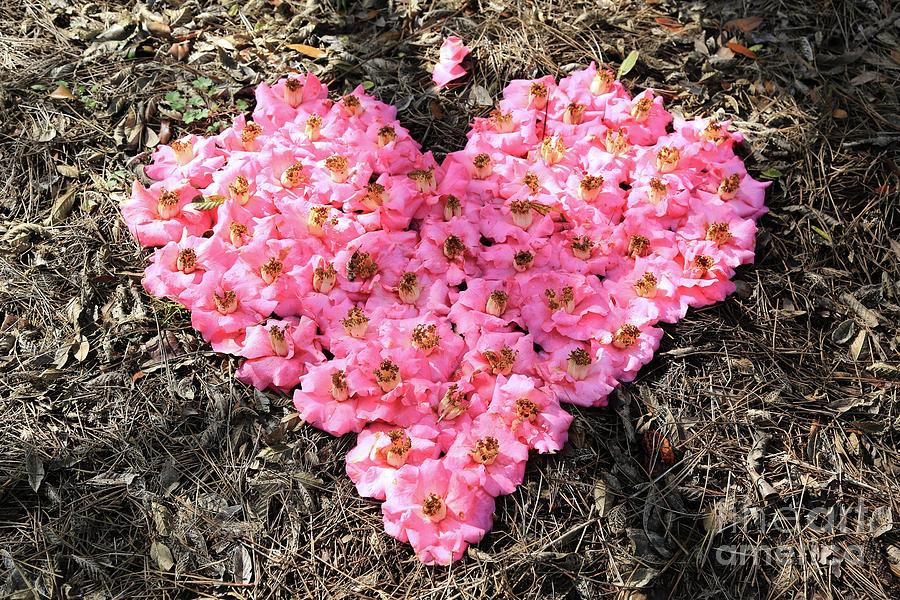 Pink Camellias Heart Photograph by Carol Groenen