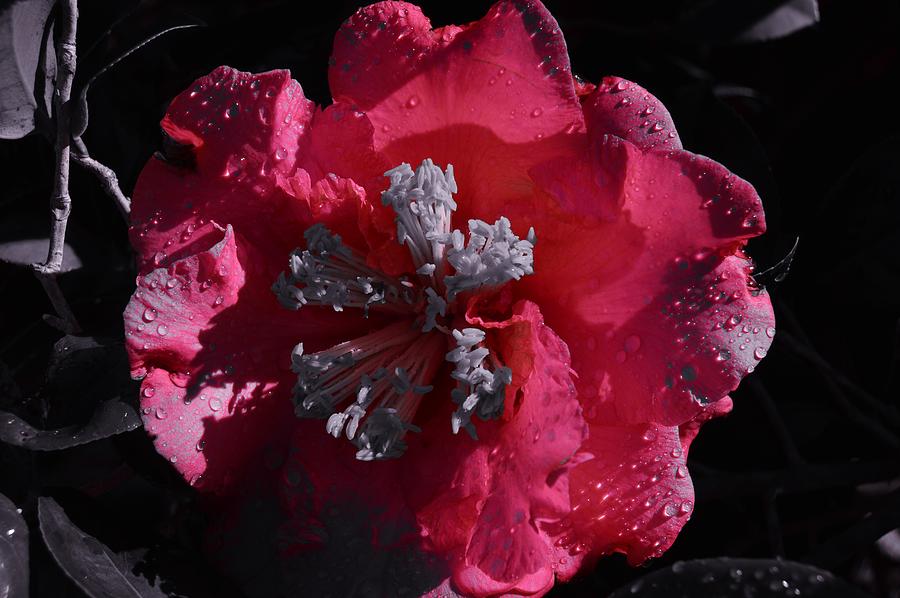 Pink Camillia and Selected Color Photograph by Warren Thompson