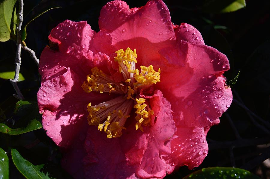 Pink Camillia with Raindrops Photograph by Warren Thompson