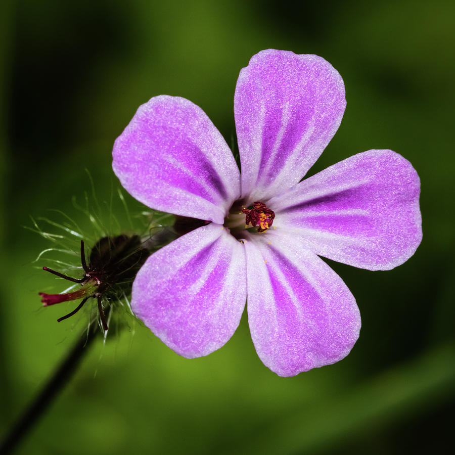 Pink Campion Photograph by Nick Bywater