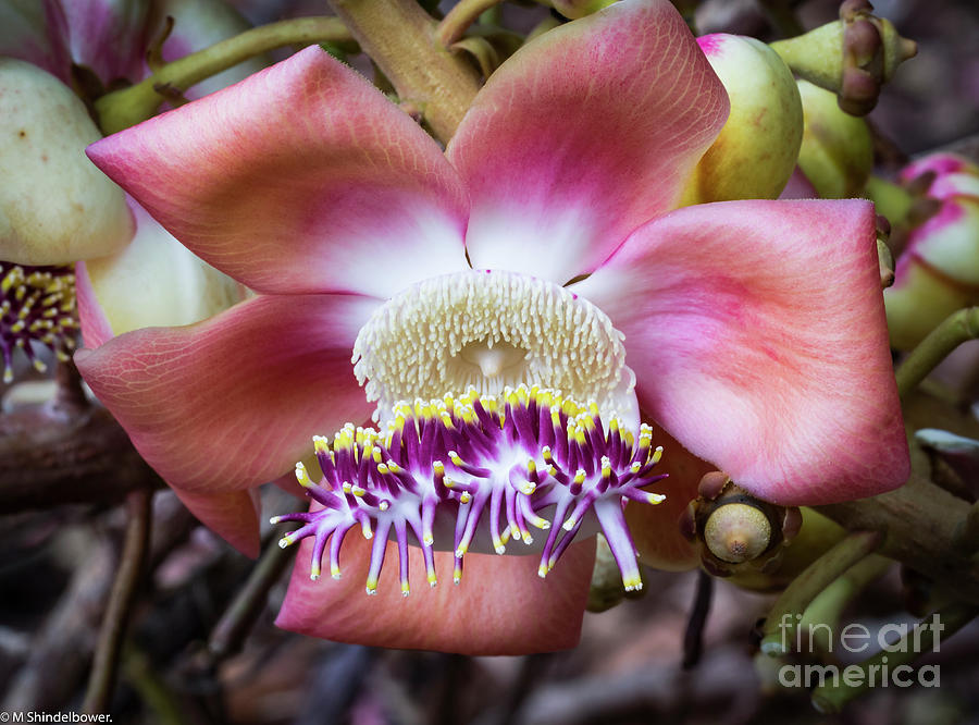 Pink Cannonball Tree Flower Photograph by Mitch Shindelbower