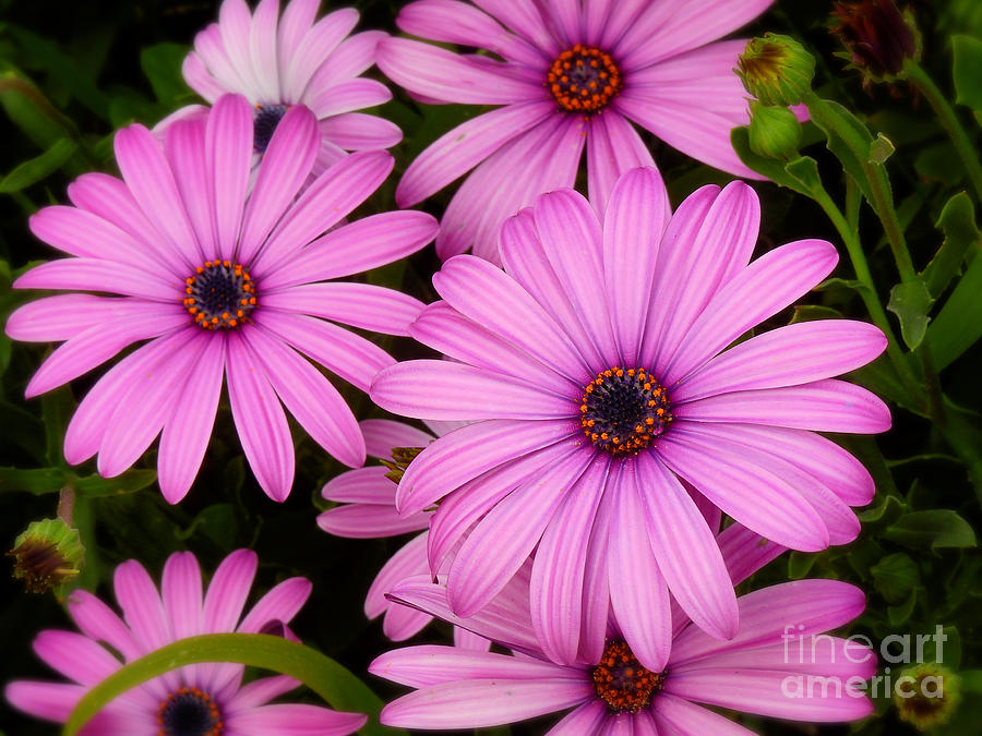 Pink Cape Daisy Flowers Photograph by Scott Cameron