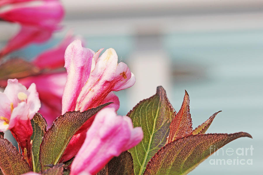 Pink Cardinal flowers Photograph by David Frederick - Fine Art America