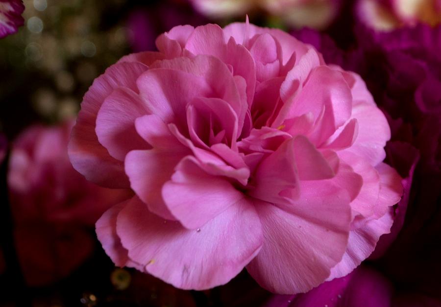 Pink Carnation Photograph by Eileen Brymer