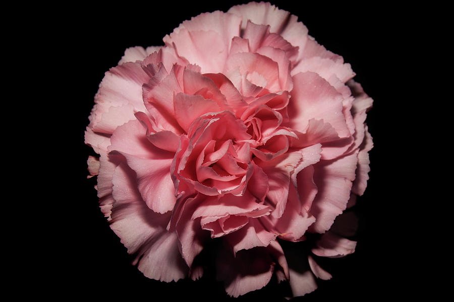 Pink Carnation Photograph by Eugene Campbell