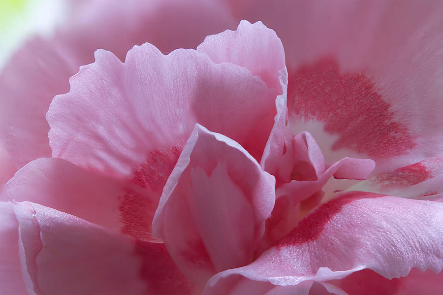 Pink carnation Photograph by Frank Fullard - Pixels