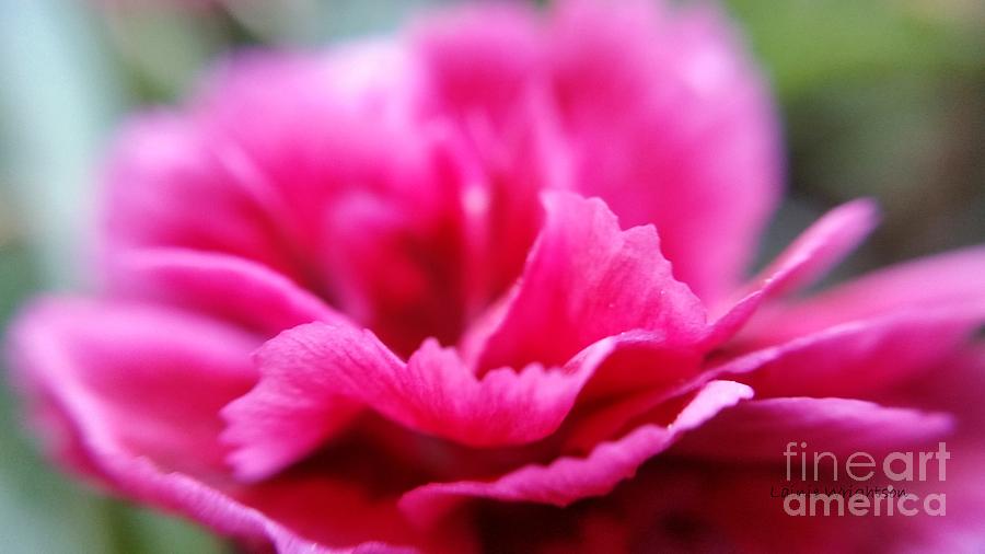 Pink Carnation Photograph by Lainie Wrightson