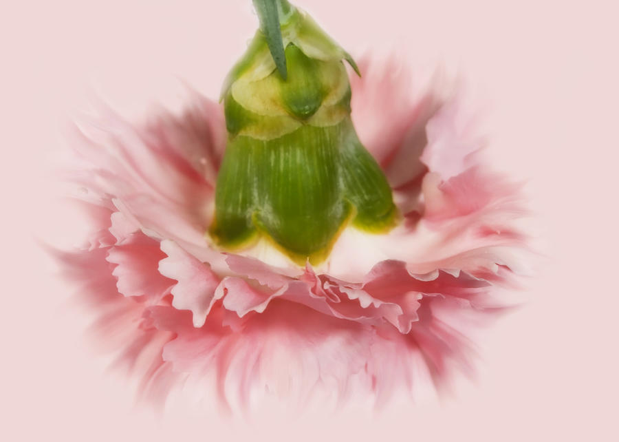 Pink Carnation Digital Art by Svetlana Sewell