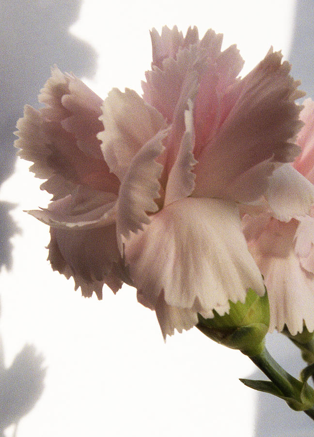 Pink Carnation Photograph by Terence Davis