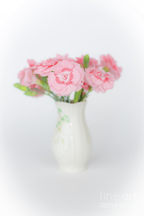 Pink Carnations 1 Photograph by Steve Purnell