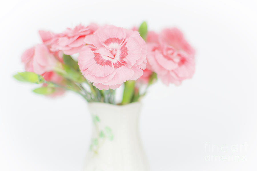 Pink Carnations 2 Photograph by Steve Purnell