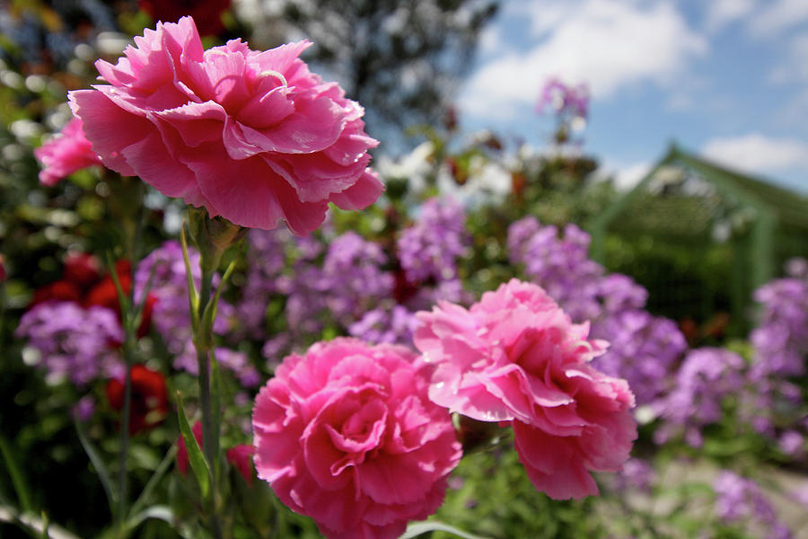 Pink Carnations Photograph by Aidan Moran