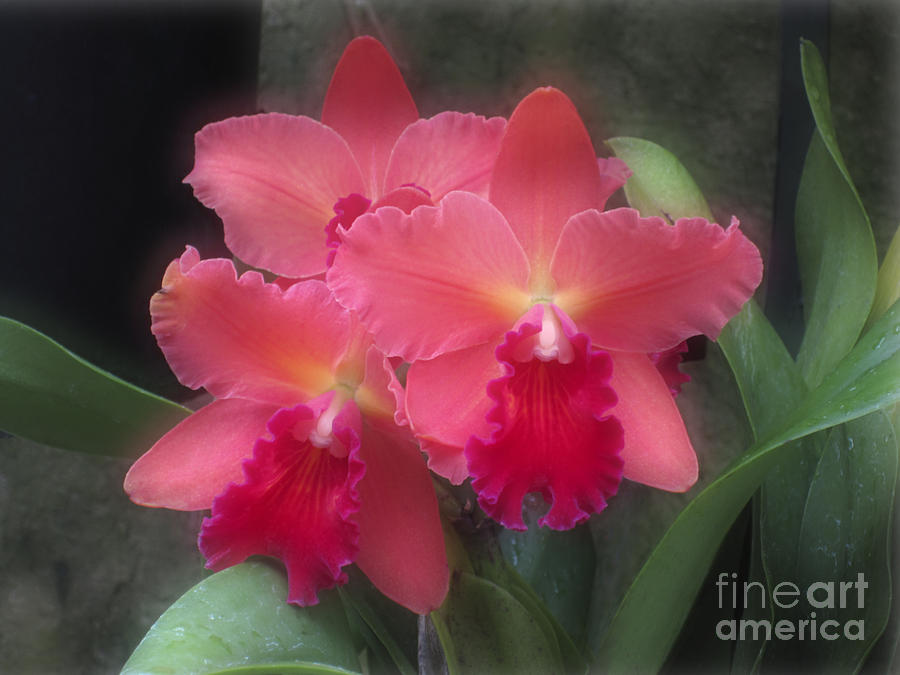 Orchid Photograph - Pink Cattleya by Addie Hocynec