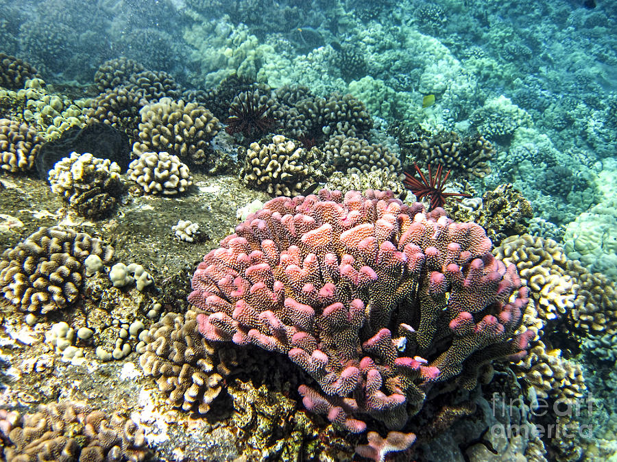 Pink Cauliflower Coral Photograph by Baywest Imaging