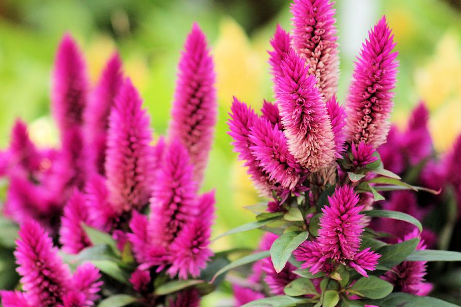 Pink Celosia #2 Photograph by Gayle Berry - Pixels