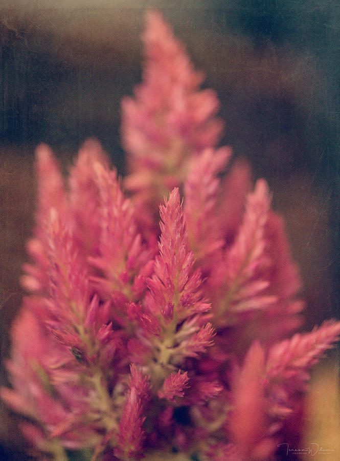 Pink Celosia 3 Photograph by Teresa Wilson
