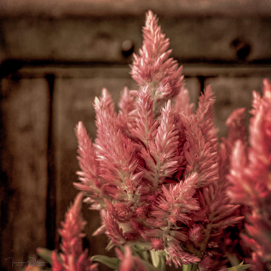 Pink Celosia Photograph by Teresa Wilson