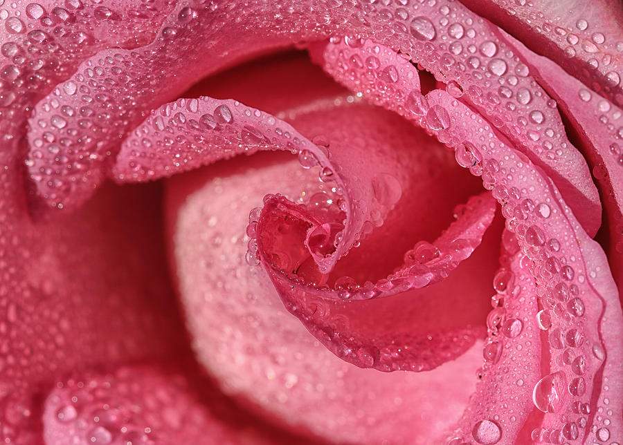Flower Photograph - Pink Champagne  by Rachel Cohen
