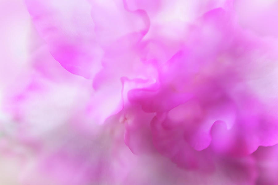 Pink Charm of Azalea Flower Photograph by Jenny Rainbow