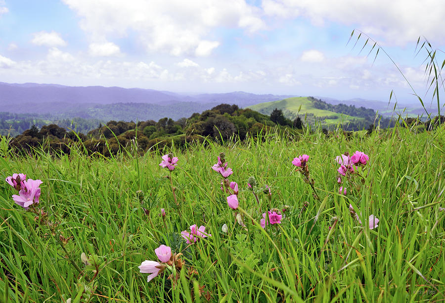 Pink Checkerbloom Meadow Photograph by Kathy Yates