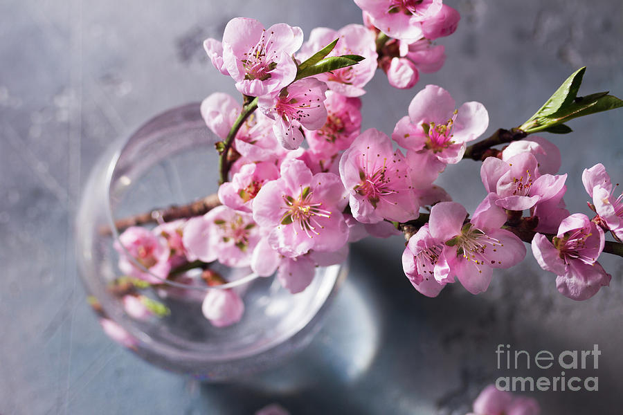 Pink Cherry Blossom Photograph by Anastasy Yarmolovich