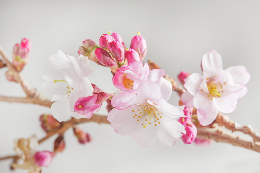 Pink Cherry Blossom Branch Photograph by Iris Richardson