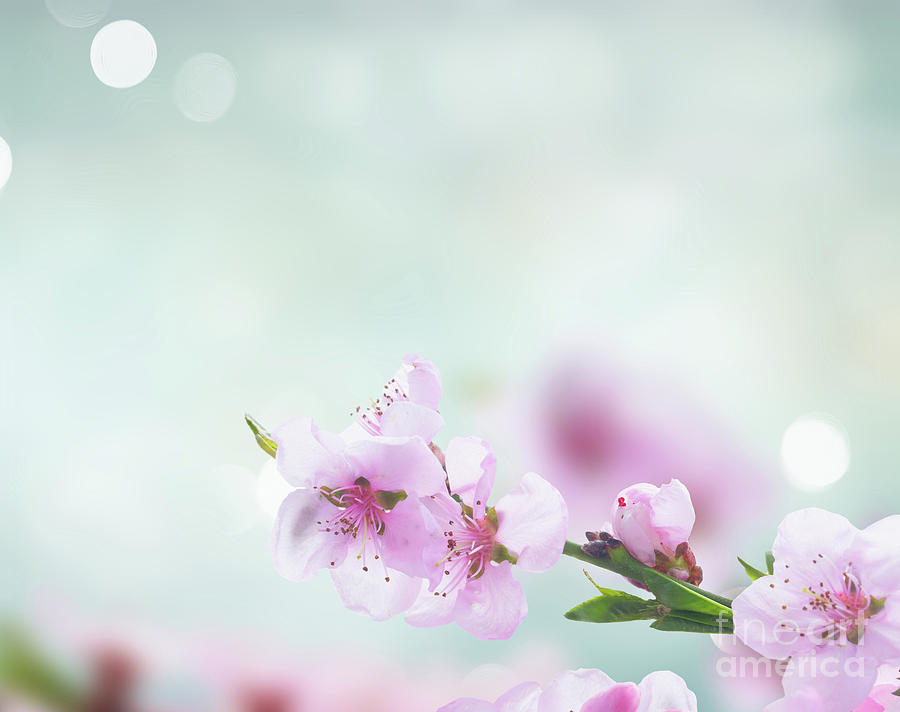 Pink Cherry Blossom II Photograph by Anastasy Yarmolovich