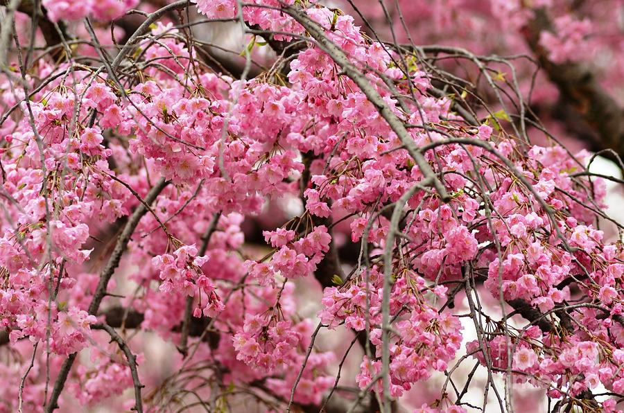 Pink Cherry Blossom Japan Arashayama spring holiday diaries Photograph by Manjiri Kanvinde