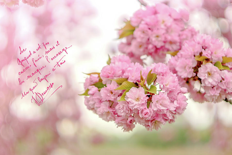 Pink Cherry Blossom Photograph by June Marie Sobrito