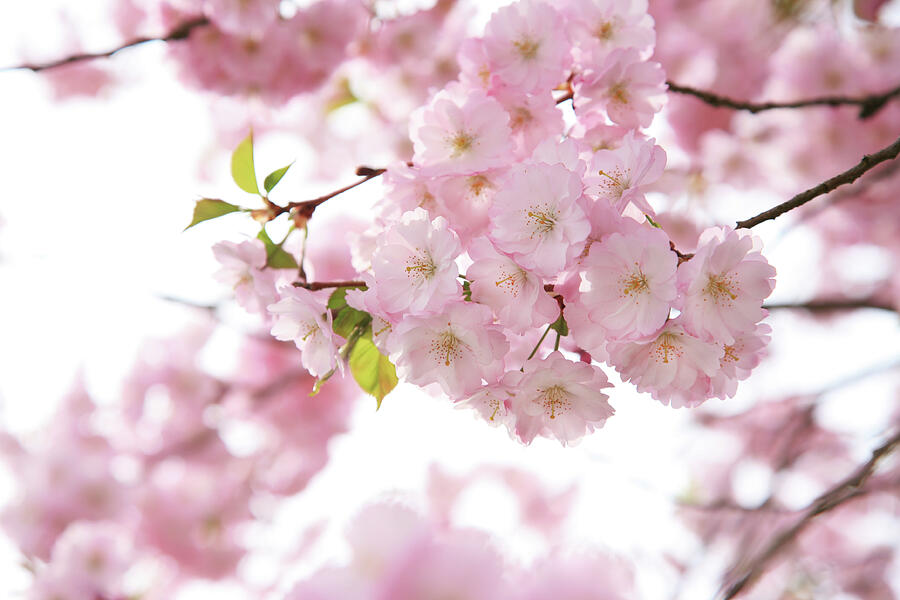 Pink cherry blossom photo Photograph by Karen Kaspar - Fine Art America