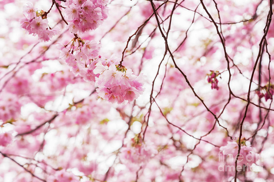Pink cherry blossom tree Photograph by Sophie McAulay