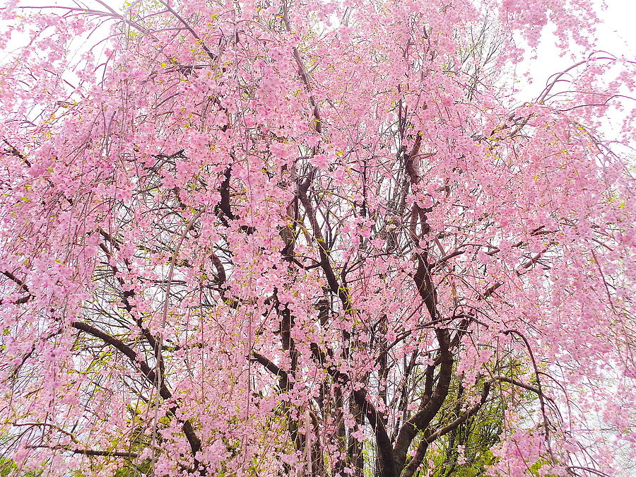 Pink Cherry Blossom Tree Photograph by Wendy Yee - Fine Art America