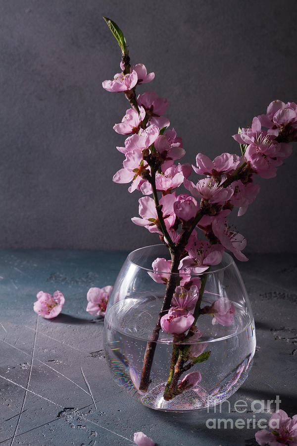 Pink Cherry Blossom Twigs Photograph by Anastasy Yarmolovich