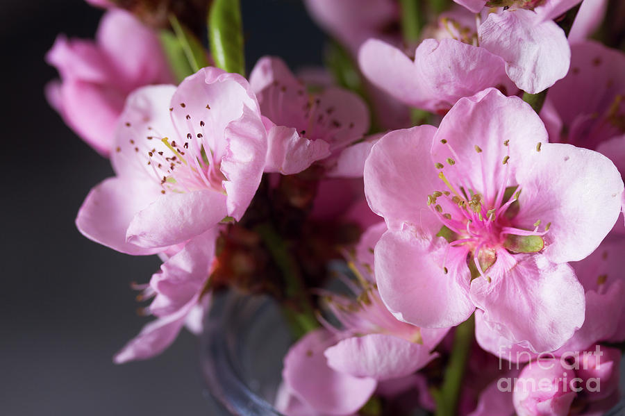Pink Cherry Blossom #1 Photograph by Anastasy Yarmolovich