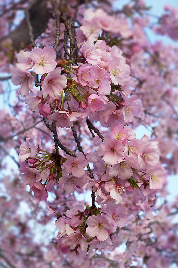 Pink Cherry Blossoms 8 Photograph By Isabela And Skender Cocoli 