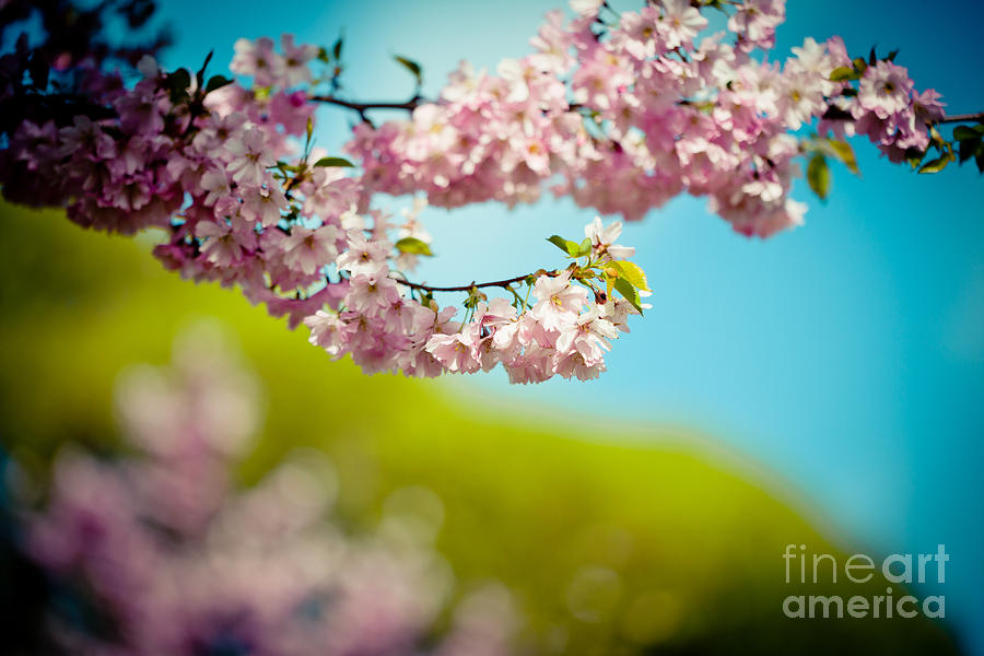 Pink Cherry Blossoms against Clear Blue Photograph by Raimond Klavins