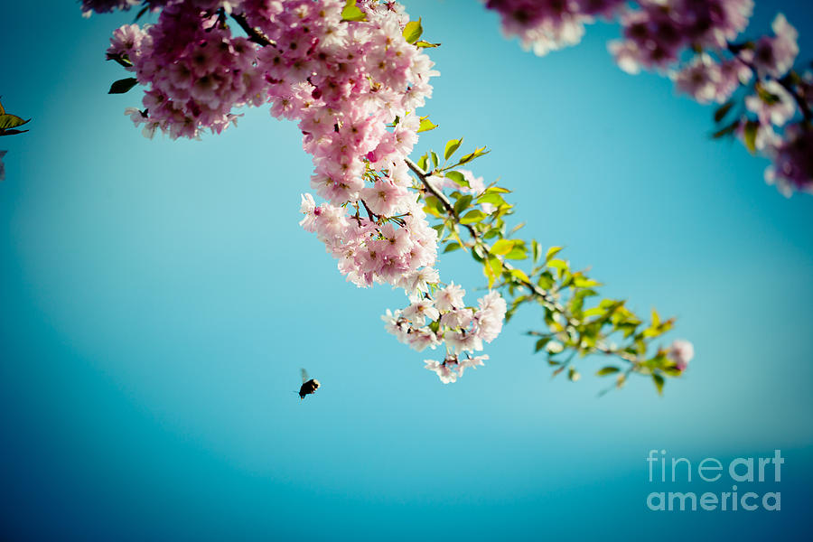 Pink Cherry Blossoms against Clear Blue with bee Photograph by Raimond Klavins