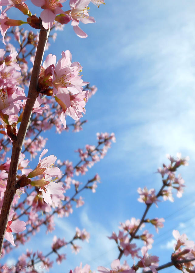 Blue Sky Photograph - Pink Cherry Blossoms Branching Up To The Sky by Kristin Aquariann