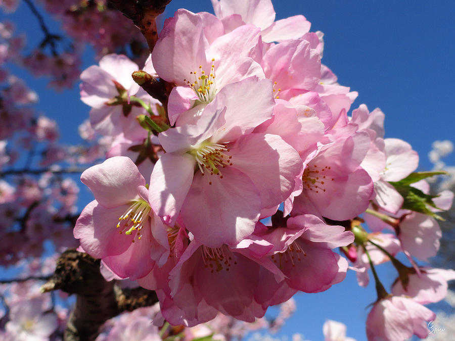 Pink Cherry Blossoms Photograph by Christopher Spicer