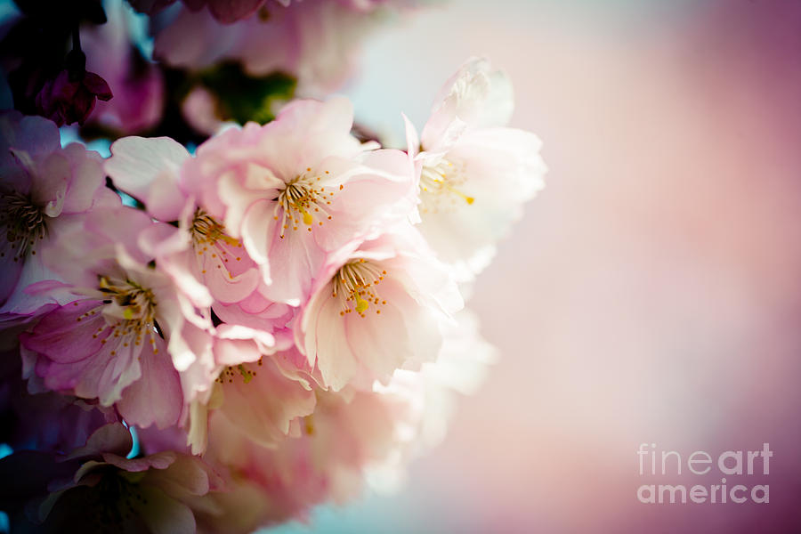 Pink Cherry Blossoms Closeup Photograph by Raimond Klavins
