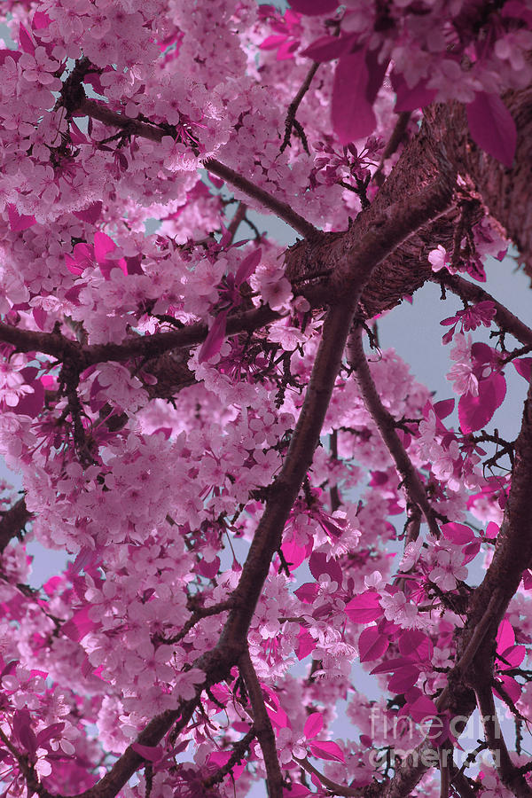 Pink Cherry Blossoms Digital Art by Donna L Munro