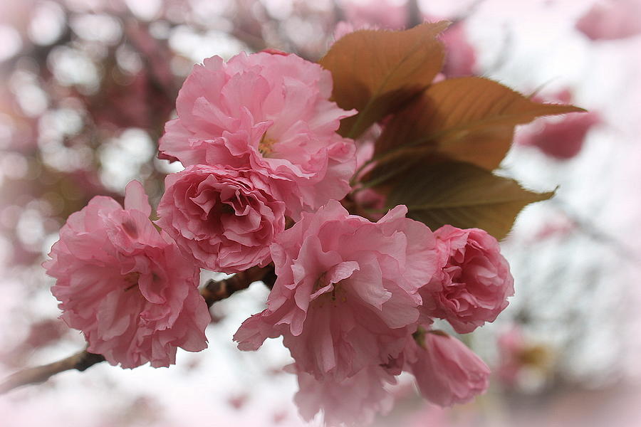 Pink Cherry Blossoms Photograph by Dora Sofia Caputo