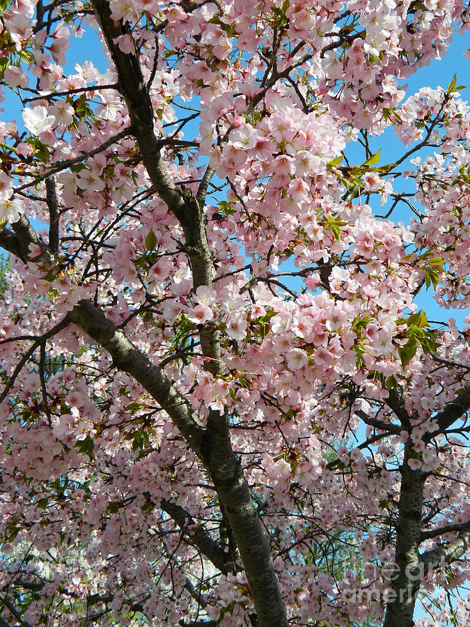 Pink Cherry Blossoms Photograph by Emmy Vickers - Fine Art America