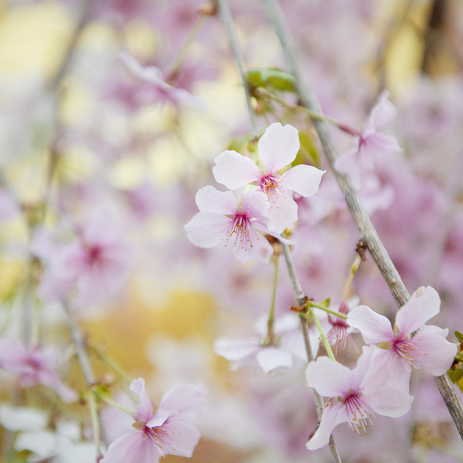 Pink Cherry Blossoms Photograph by Ivy Ho