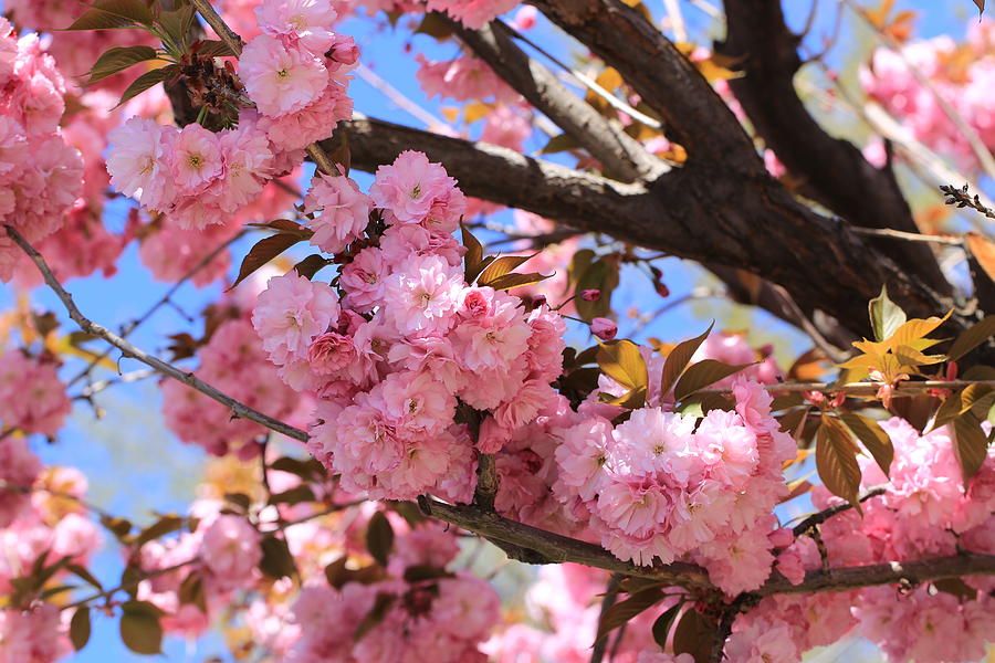 Pink cherry blossoms Photograph by Lynn Hopwood